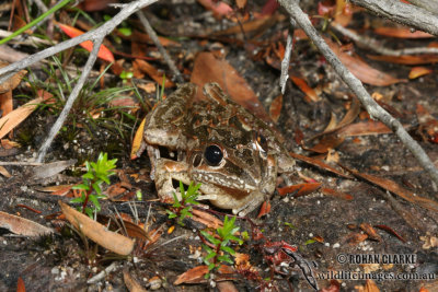 Litoria freycineti 4570.jpg