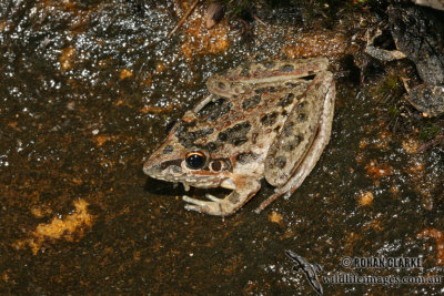 Litoria freycineti 4575.jpg