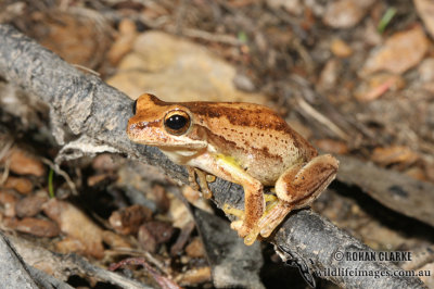 Jervis Bay Tree Frog - Litoria jervisiensis