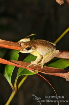 Litoria revelata 5047.jpg