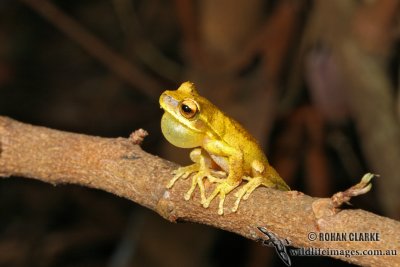 Whirring Tree Frog - Litoria revelata