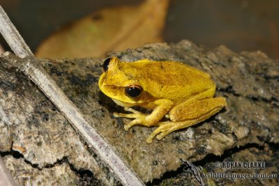 Litoria revelata 5056.jpg