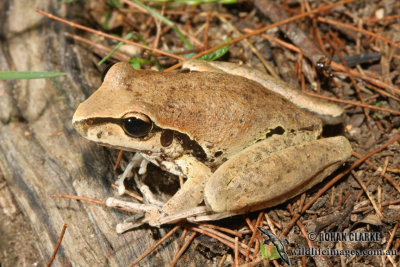 Stoney Creek Frog - Litoria wilcoxi