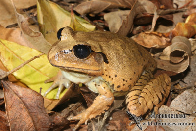 Great Barred Frog - Mixophyes fasciolatus