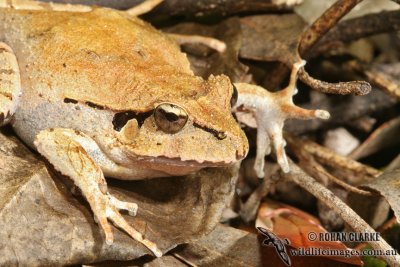 Fletcher's Frog - Lechriodus fletcheri