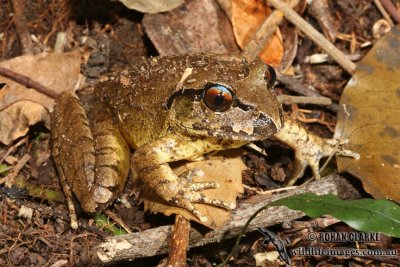 Southern Barred Frog - Mixophyes balbus