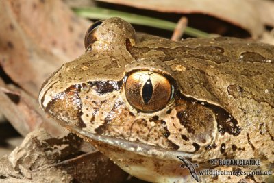 Giant Barred Frog - Mixophyes iteratus