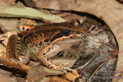 Striped Marsh Frog - Limnodynastes peronii