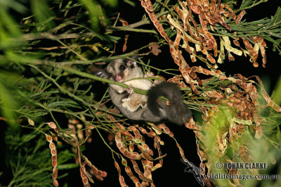 Sugar Glider 4610.jpg