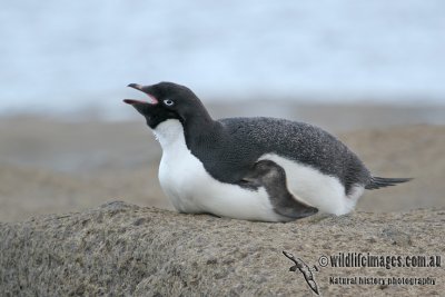 Adelie Penguin (NZ vagrant)