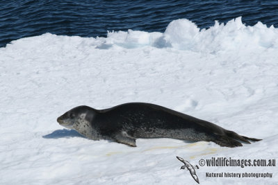 Leopard Seal a9788.jpg