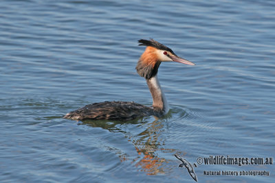 Great-crested Grebe a8876.jpg