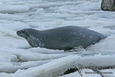 Weddell Seal a1229.jpg