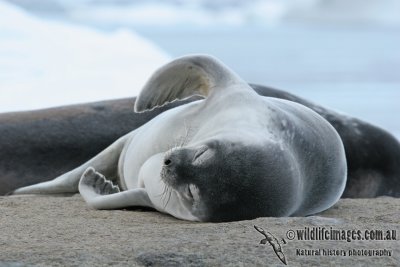 Weddell Seal a1246.jpg