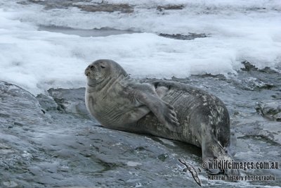 Weddell Seal a1360.jpg