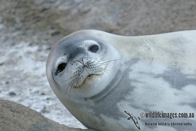 Weddell Seal a1385.jpg