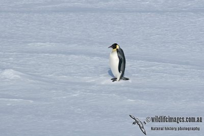 Emperor Penguin a4006.jpg