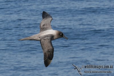 Light-mantled Sooty Albatross