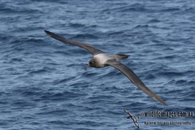 Light-mantled Sooty Albatross a3688.jpg