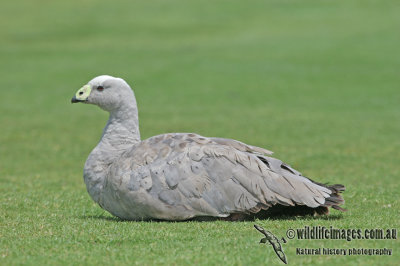 Cape Barren Goose a9854.jpg