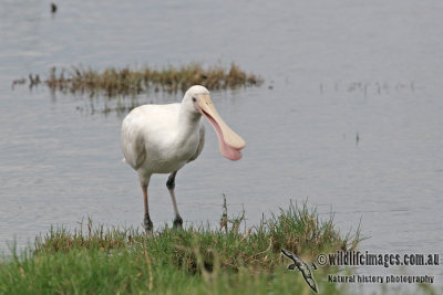 Yellow-billed Spoonbill a9129.jpg