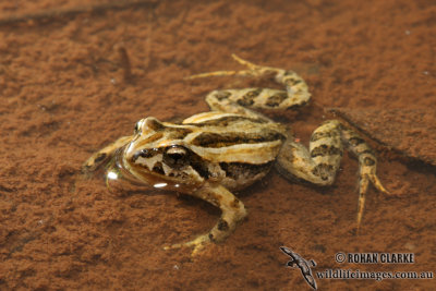Common Froglet - Crinia signifera