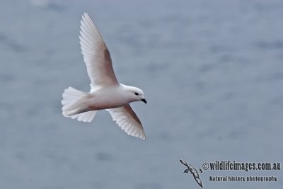 Snow Petrel