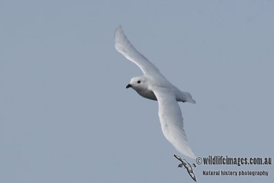 Snow Petrel a3307.jpg