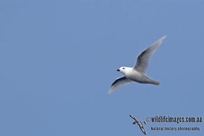 Snow Petrel a3491.jpg