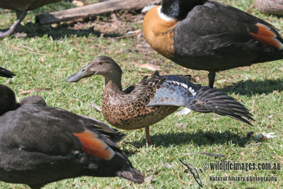 Australasian Shoveler a0856.jpg