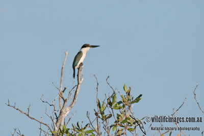 Collared Kingfisher a7781.jpg
