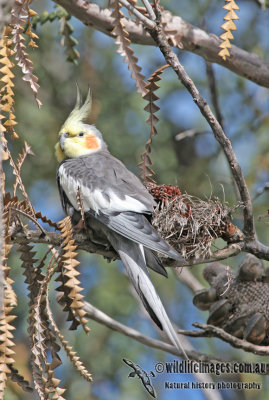 Cockatiel a9774.jpg