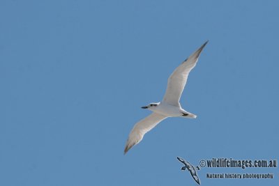 Gull-billed Tern a3873.jpg