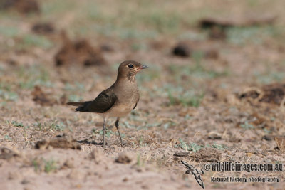 Oriental Pratincole a0322.jpg