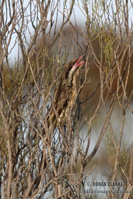 Spiny-cheeked Honeyeater 1409.jpg