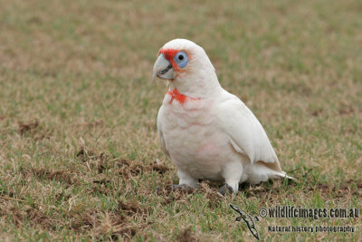 Long-billed Corella a5205.jpg