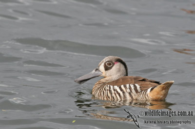 Pink-eared Duck a9223.jpg