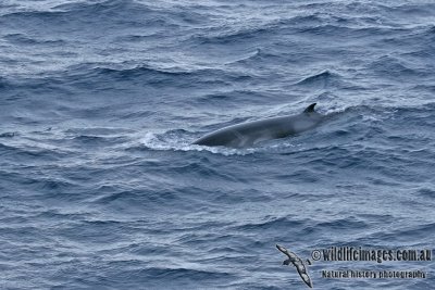 Antarctic Minkie Whale a3849.jpg
