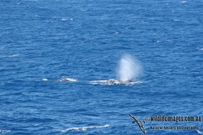 Fin Whale a1543.jpg