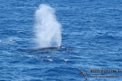 Fin Whale a1573.jpg