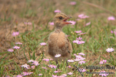 Australian Pratincole a2301.jpg