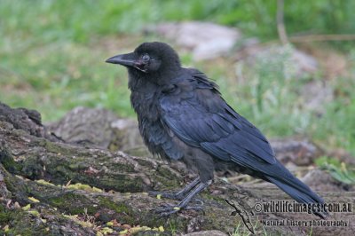 Australian Raven a9274.jpg