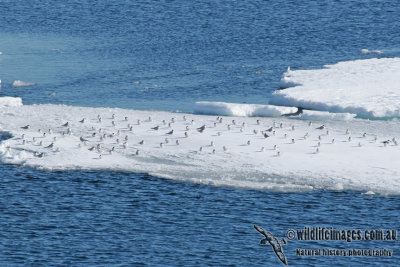 Arctic Tern a9716.jpg