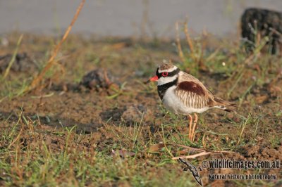 Black-fronted Dotterel a7052.jpg