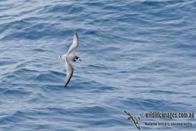 Blue Petrel a7669.jpg