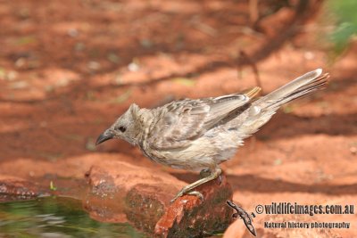 Great Bowerbird a2511.jpg