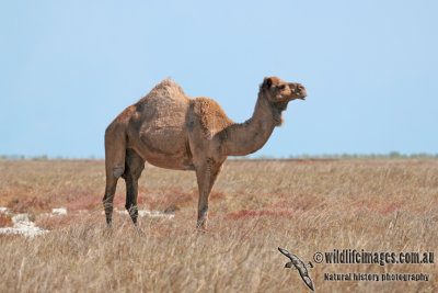Feral Camel a0050.jpg