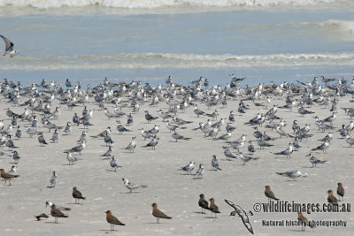 White-winged Black Tern a8560.jpg