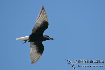 White-winged Black Tern a9427.jpg