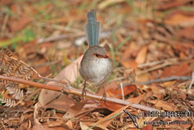 Superb Fairy-wren a5129.jpg